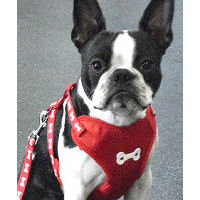 Booker the Boston Terrier, in the Red ActiveGo Harness.