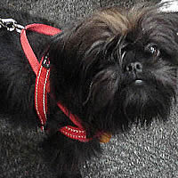 Moji the Affenpinscher in the Size X Small Red Quick-Fit Harness.