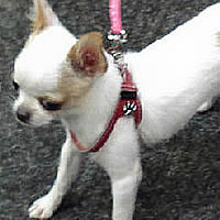 Melody the Chihuahua wears the Red Size 9 Shoulder Collar step-in Harness for small dogs.