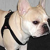 Shoulder Collar Harness Golly Gear Product Video
