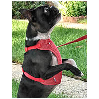 Active Dog Harness by Dogo