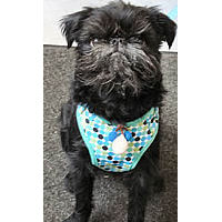Tango (Brussels Griffon) in the ActiveGo Dot Harness. The neck and chest straps are adjustable!