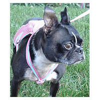 The Backpack Harness by Gooby is no-choke and very cute on Ceilidh (Boston Terrier).