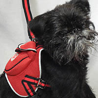 Tango (Brussels Griffon) can carry his own bag in the no-choke Backpack Harness by Gooby.