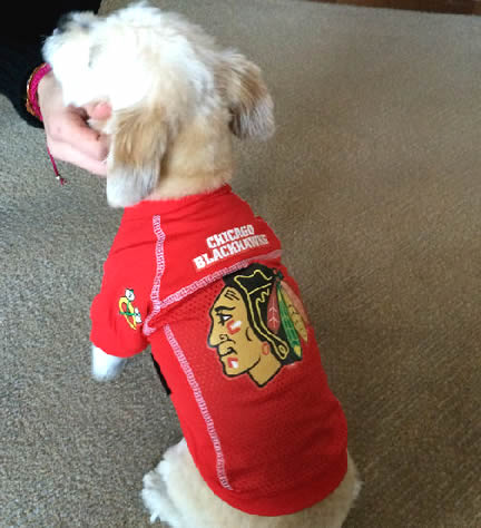 chicago blackhawks dog jersey