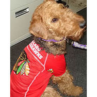 Chicago Blackhawks Dog Clothes & Accessories– Togpetwear