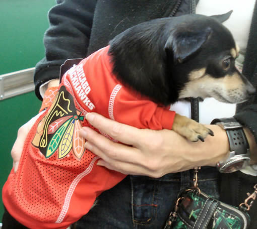 NHL Chicago Blackhawks Pet Dog Mesh Hockey Jersey Vintage Throwback Style  Large