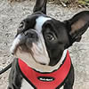 Vest- type harnesses for Small Dogs at Golly Gear