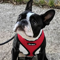 Simon's, Boston Terrier, chest is well-covered in the Breathe EZ Harness.