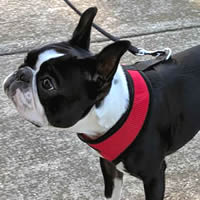 Simon, Boston Terrier, is comfortable wearing the Breathe EZ Harness by Bark Appeal.