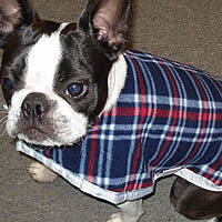 Booker the Boston Terrier in the reversible Blanket Coat. He'll be warm and toasty this winter.
