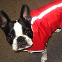 Reflective Blanket Coat for Small Dogs at Golly Gear