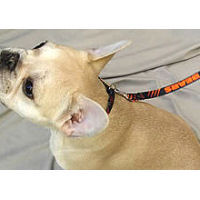 French Bulldog Ted shows his Chicago Team support, wearing a Chicago Bears collar!