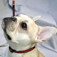Teddy the French Bulldog loves the Chicago Blackhawks and wears the licensed collar!