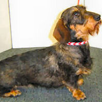 Hannah, the Wirehaired Dachshund, wears the Braided Leather Collar for Small Dogs in Red and White