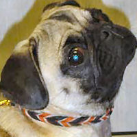 Wrigley the Pug wearing the Braided Leather Collar for small dogs.
