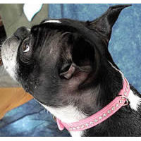 Ceilidh, Boston Terrier, wears the leather Crystal Collar by OmniPet for a little sparkle.