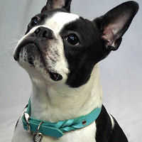 Booker the Boston Terrier wearing the all-natural Leather Collar for little dogs in Turquoise.