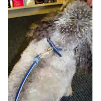 Doc, the Miniature Poodle, wears the USA-made Leather Collar in Blue.