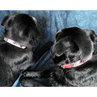 Golly and Roc (Brussels Griffons) are wearing the natural leather Paw Print Collar
