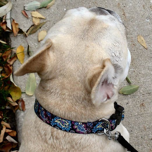 Yellow Dog Design Pet Collar 