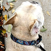 Teddy the French Bulldog wears the Black Paisley Collar by Yellow Dog Designs