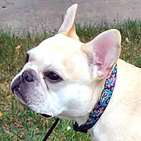 You can see how handsome Ted the French Bulldog is in the Black Paisley collar by Yellow Dog Designs!