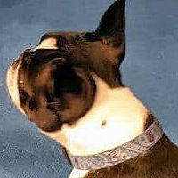 Simon the Boston Terrier wearing the Blue Bandana collar in Size Small.