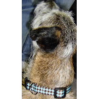 Robbie the Border Terrier showing off the Blue Houndstooth collar for small dogs by Yellow Dog Designs. He looks so dapper!