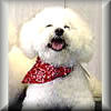 Bandana Collar Scarf for Small Dogs at Golly Gear