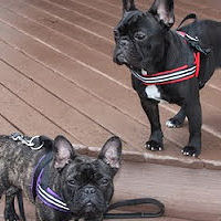 French Bulldogs Brutus and Carmen wearing their ComfortFlex Sport Harnesses