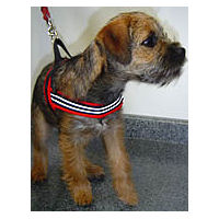 Border Terrier Ghilley in the Red ComfortFlex Sport Harness.