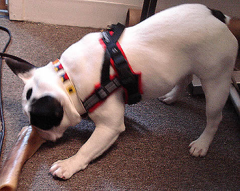 ComfortFlex Sport Dog Harness from Golly Gear