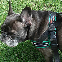 You can see the left side of the ComfortFlex Sport Harness, worn by Dax, French Bulldog.