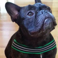 Manny the French Bulldog in the ComfortFlex Sport Harness.
