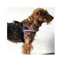 Airedale Terrier Payton in the Purple ComfortFlex Sport Harness.