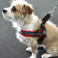 ComfortFlex Harness for Small Dogs at Golly Gear