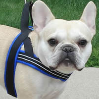 Teddy, French Bulldog, wearing the ComfortFlex Sport Harness in Mariner Blue.