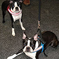 This picture of Boston Terriers Winston and Frankie shows the reflective properties of the ComfortFlex Sport Harness.
