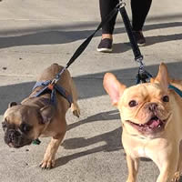 Arlo and Finn (French Bulldog and Frenchie mix) are enjoying their walk together with the Bark Appeal Coupler.