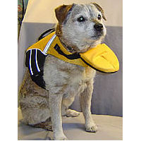 MacDuff the Border Terrier wears the Doggles Flotation Jacket whenever he's in the water.