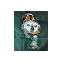 MacDuff (Border Terrier) wears the Doggles Flotation Jacket during his swim therapy sessions. The Chin Float keeps his head above the water.