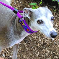 Marcy the Italian Greyhound wears the EZCollar in Size X Small. She looks great in the purple!