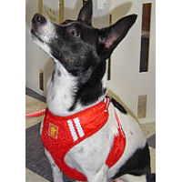 Cookie, an All-American dog, wears the Red in Size Large.