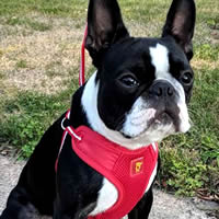 Simon, Boston Terrier, wears the EasyGo Harness in Size Small. It's no-choke and adjusts instantly.