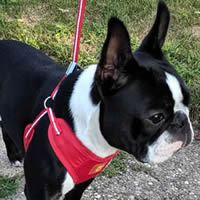The right side of the EasyGo Harness on Simon, Boston Terrier.