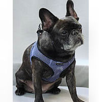 The EZ Wrap Harness is great for any little dog, even a French Bulldog like Dax.