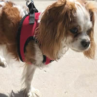 3-legged Dog Angel the Cavalier King Charles Spaniel in the EZ Wrap Harness