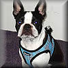 Booker the Boston Terrier wears the easy and comfortable EZ Wrap Harness for small dogs