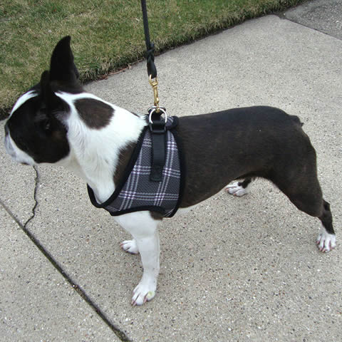 bark appeal mesh step in harness